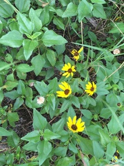 Helianthus debilis image