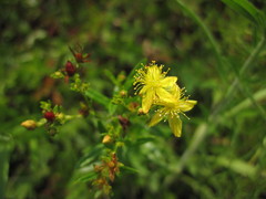 Hypericum adpressum
