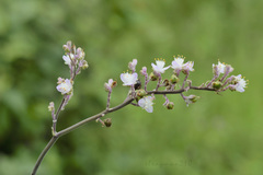 Thyrsanthemum floribundum