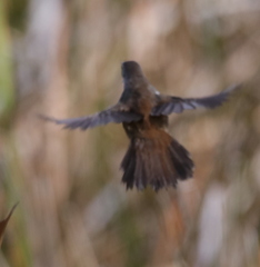 Bradypterus baboecala