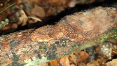 Dichomitus campestris