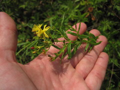 Hypericum adpressum