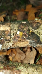 Hypocrea aureoviridis