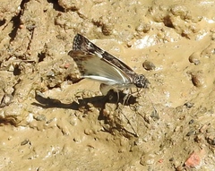 Chiomara georgina georgina