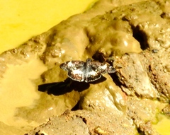 Chiomara georgina georgina