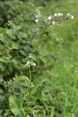 Thyrsanthemum floribundum