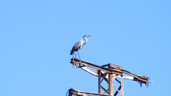 Ardea cinerea