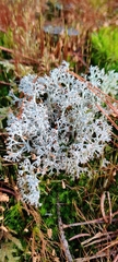 Cladonia arbuscula mitis
