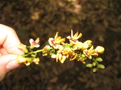 Image of Pterocarpus violaceus