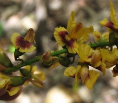 Pterocarpus violaceus