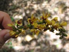 Pterocarpus violaceus