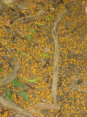 Pterocarpus violaceus