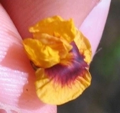 Pterocarpus violaceus