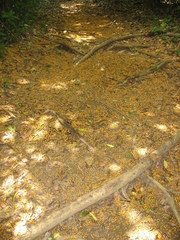 Pterocarpus violaceus