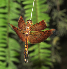Neurothemis ramburii