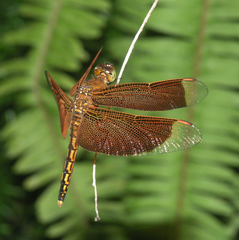 Neurothemis ramburii