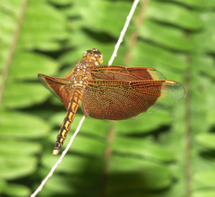 Neurothemis ramburii