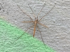 Tipula