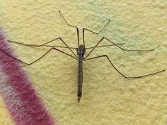 Tipula