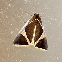 Agamana conjungens