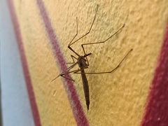 Tipula