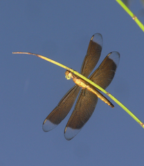 Neurothemis ramburii