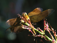 Neurothemis ramburii