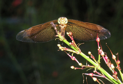Neurothemis ramburii