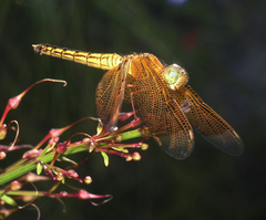Neurothemis ramburii