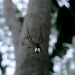 Leucauge granulata