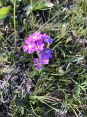 Primula algida