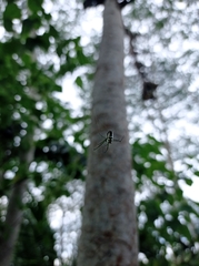 Leucauge granulata