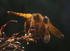 Neurothemis ramburii