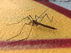 Tipula