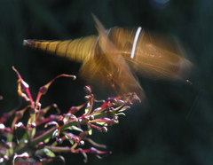 Neurothemis ramburii