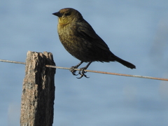 Chestnut-Capped Blackbird photo 2