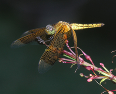 Neurothemis ramburii