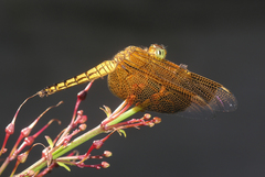 Neurothemis ramburii