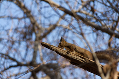Sciurus vulgaris orientis