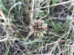 Cordylogyne globosa