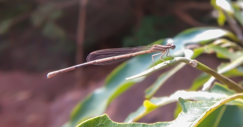 Blue Bush Dart photo 2