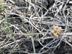 Cordylogyne globosa
