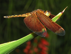 Neurothemis ramburii
