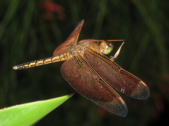 Neurothemis ramburii