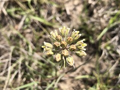Cordylogyne globosa