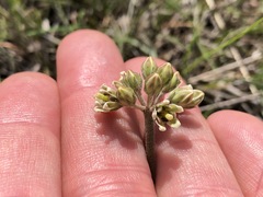 Cordylogyne globosa