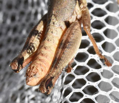 Melanoplus texensis