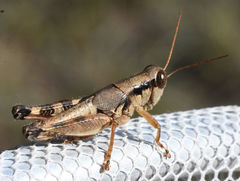 Melanoplus texensis
