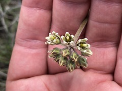 Cordylogyne globosa