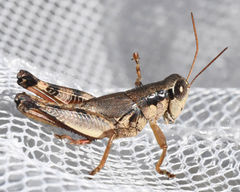 Melanoplus texensis